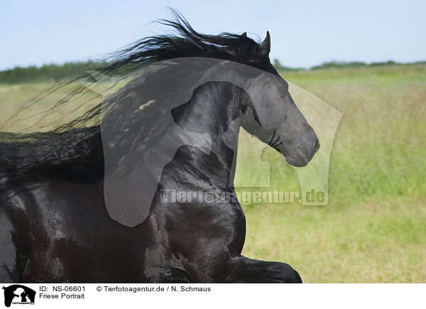 Friese Portrait / Friesian horse portrait / NS-06601