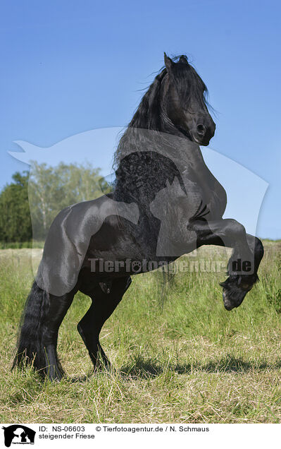 steigender Friese / rising Friesian horse / NS-06603