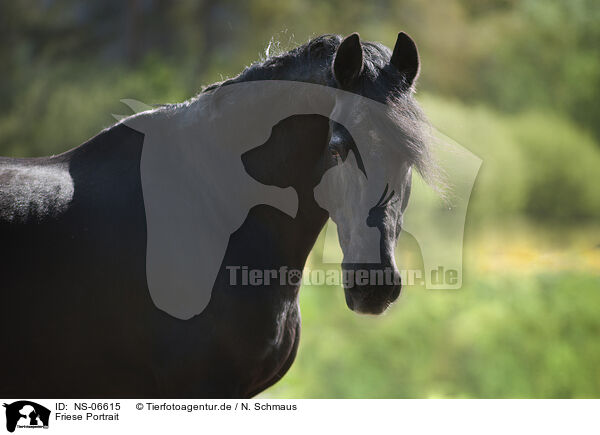 Friese Portrait / Friesian horse portrait / NS-06615