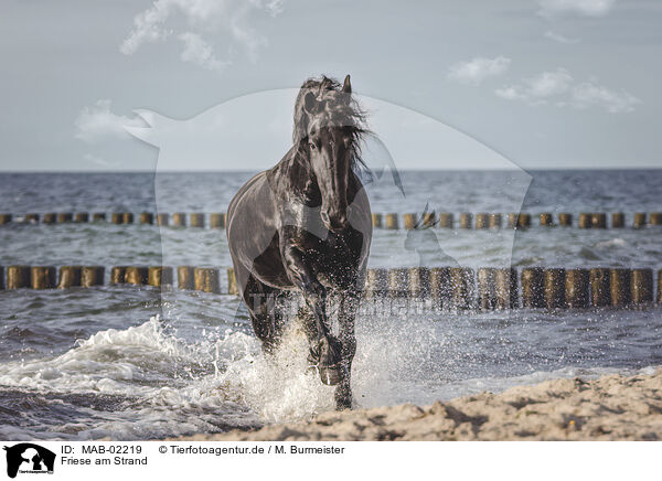 Friese am Strand / Frisian Horse at the beach / MAB-02219