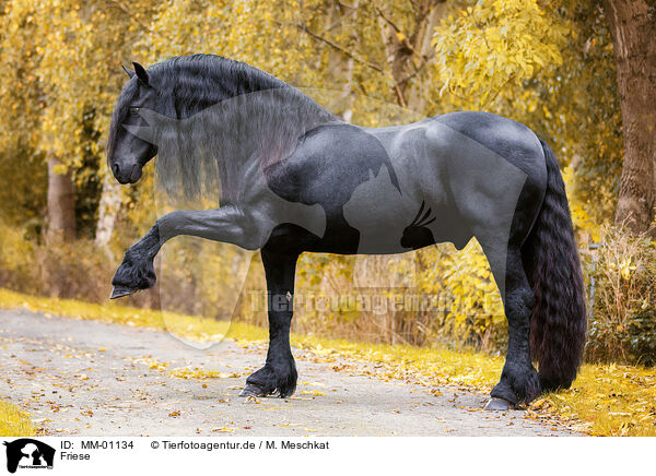 Friese / Frisian horse / MM-01134