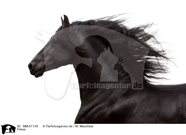 Friese / MM-01135