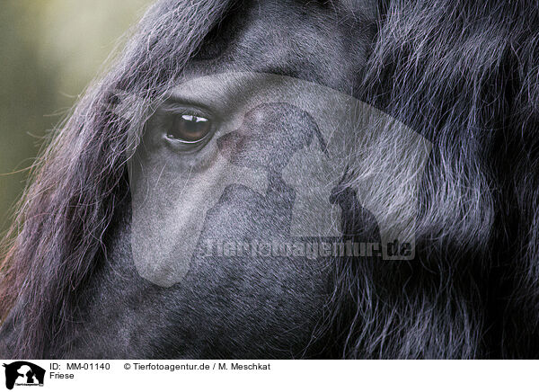 Friese / Frisian horse / MM-01140