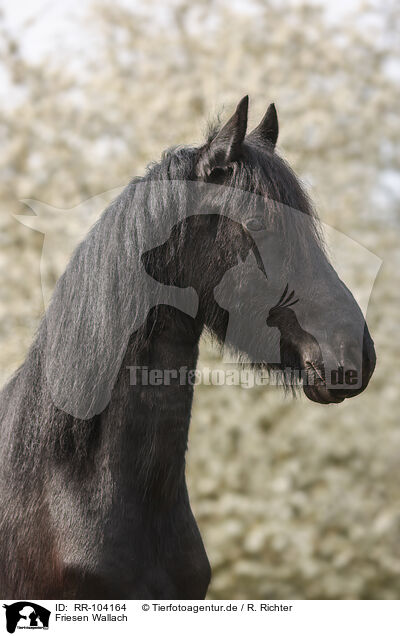 Friesen Wallach / RR-104164