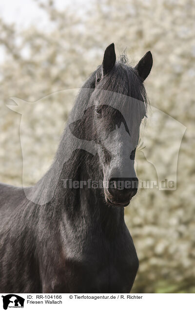 Friesen Wallach / Frisian gelding / RR-104166