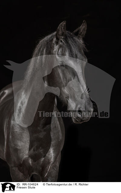 Friesen Stute / Frisian mare / RR-104624