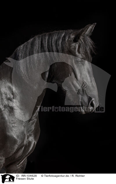 Friesen Stute / Frisian mare / RR-104628