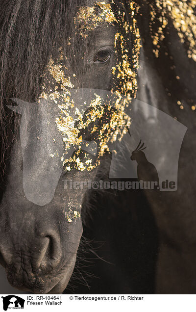 Friesen Wallach / Frisian gelding / RR-104641