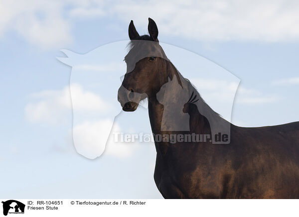 Friesen Stute / Frisian mare / RR-104651