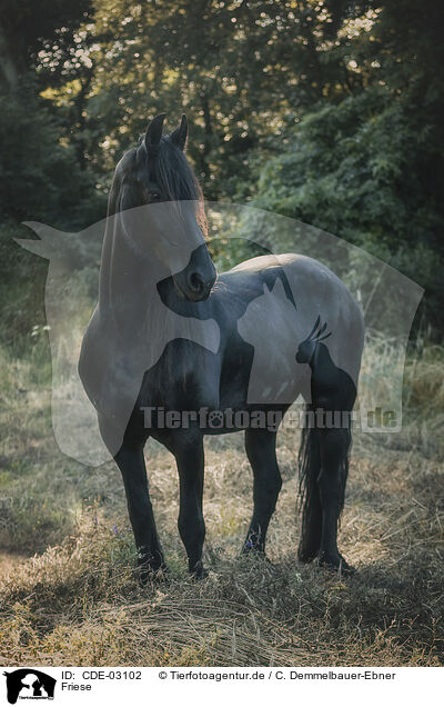 Friese / frisian horse / CDE-03102