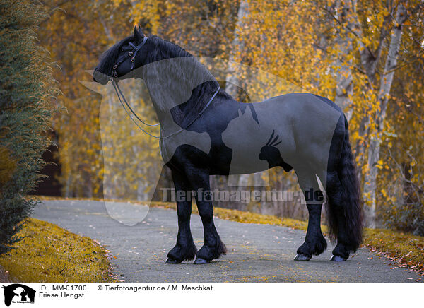 Friese Hengst / Friesian stallion / MM-01700