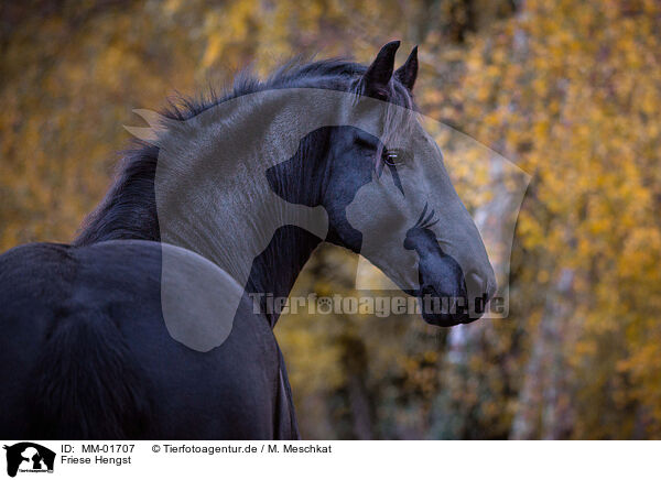 Friese Hengst / Friesian stallion / MM-01707