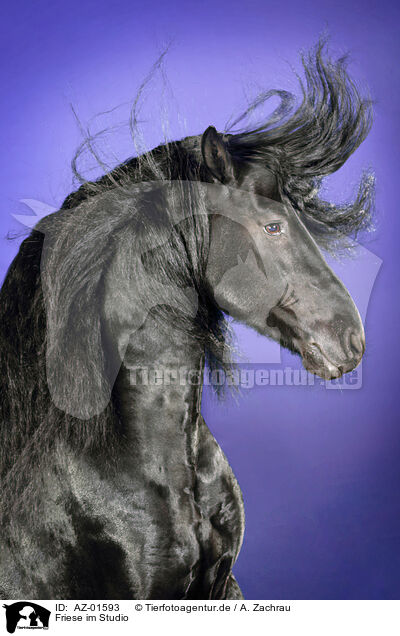 Friese im Studio / Friesian horse in studio / AZ-01593