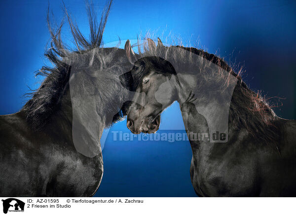 2 Friesen im Studio / 2 Friesian horses in studio / AZ-01595