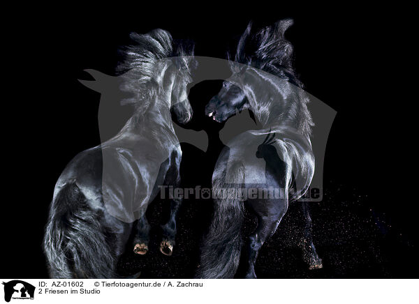 2 Friesen im Studio / 2 Friesian horses in studio / AZ-01602