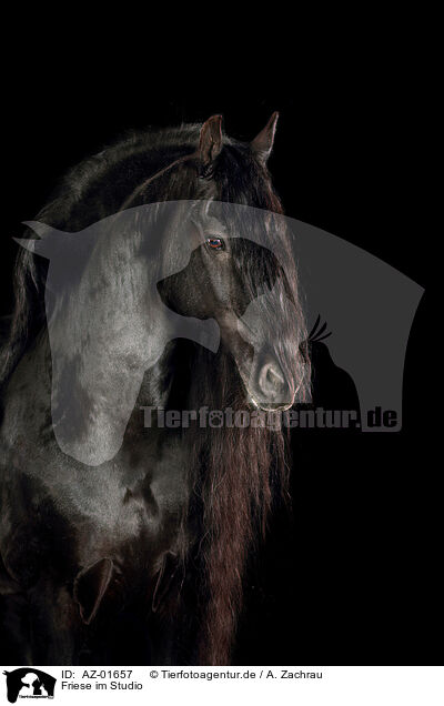 Friese im Studio / Friesian horse in studio / AZ-01657