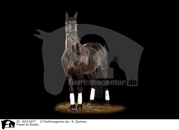 Friese im Studio / Friesian horse in studio / AZ-01677