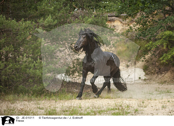 Friese / Frisian Horse / JE-01011