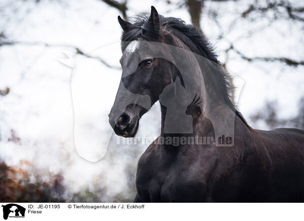 Friese / Frisian Horse / JE-01195