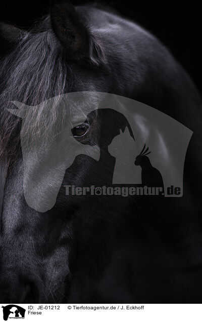 Friese / Frisian Horse / JE-01212