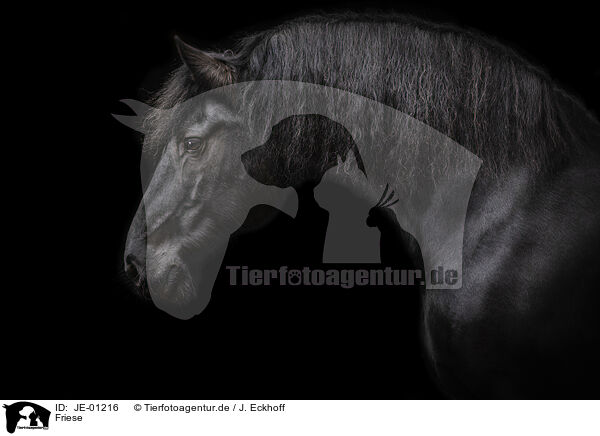 Friese / Frisian Horse / JE-01216