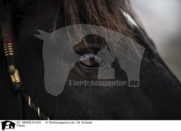 Friese / Frisian / MARS-01430