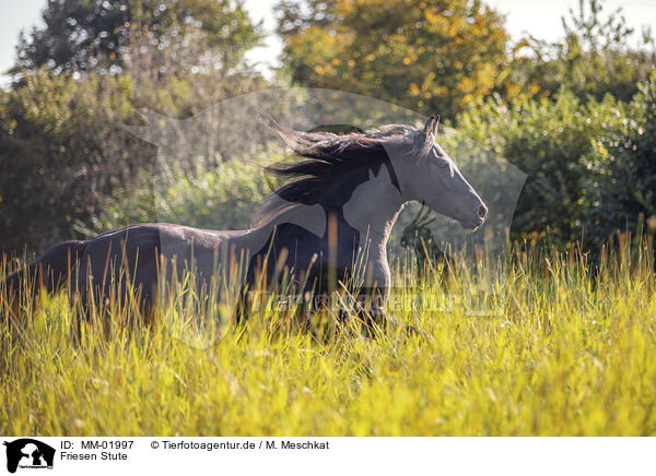 Friesen Stute / Frisian mare / MM-01997