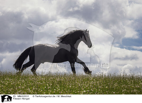 Friesen Hengst / Frisian stallion / MM-02031