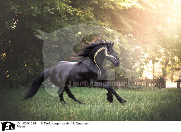 Friese / Frisian horse / JQ-01614