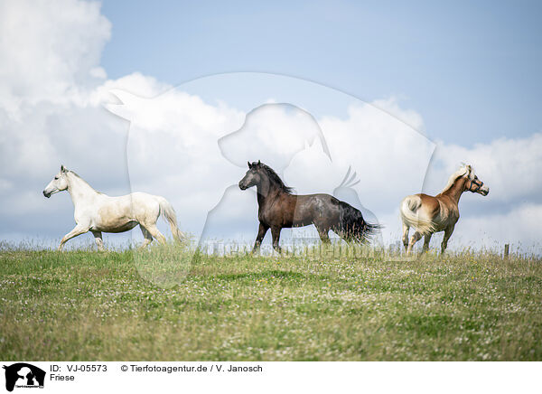 Friese / Frisian Horse / VJ-05573