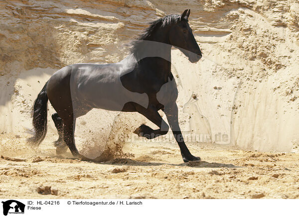 Friese / Frisian Horse / HL-04216