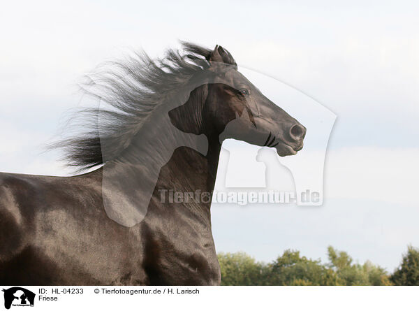 Friese / Frisian Horse / HL-04233