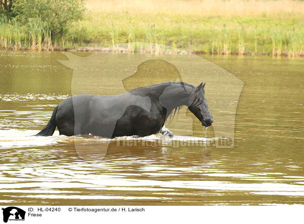 Friese / Frisian Horse / HL-04240