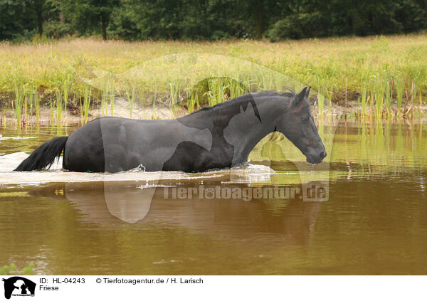 Friese / Frisian Horse / HL-04243