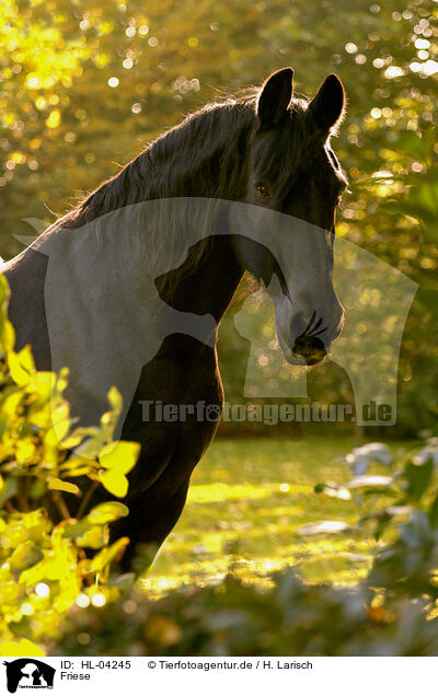 Friese / Frisian Horse / HL-04245