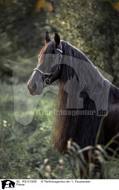 Friese / Frisian horse / IFE-01908