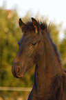 Friesenfohlen im Portrait