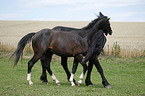 Friese und Deutsches Reitpony