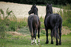 Friese und Deutsches Reitpony