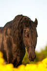 Friese Portrait