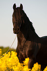 Friese Portrait