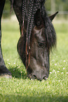 Friese Portrait