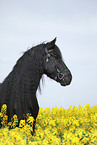 Friese Portrait