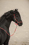 Friese Portrait