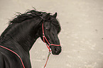 Friese Portrait