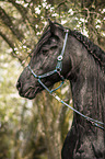 Friese Portrait