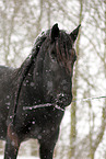 Friese Portrait