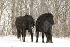 Pferde im Schneegestber