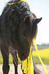 Friese Portrait