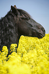 Friese Portrait